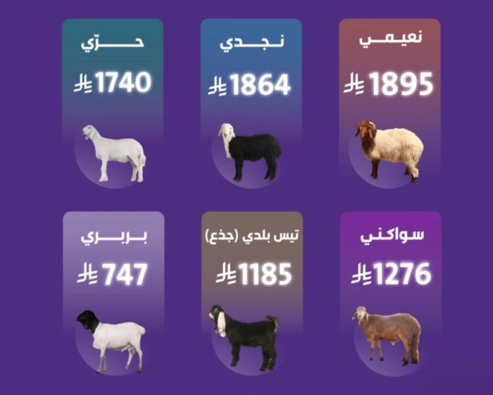 مقارنة أسعار أنواع الاضاحي من سوق الغنم