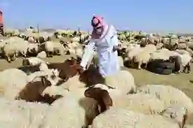 أسعار الضأن والماعز في رمضان 2024